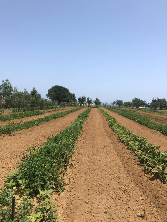Agriturismo Donna Germana ชิโรมารีนา ภายนอก รูปภาพ