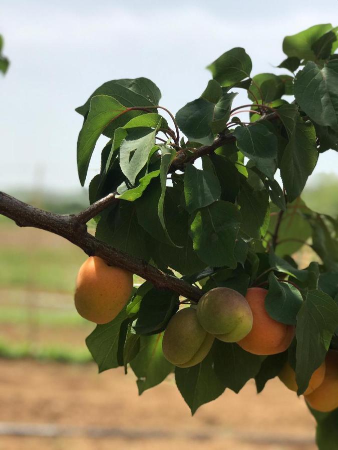 Agriturismo Donna Germana ชิโรมารีนา ภายนอก รูปภาพ